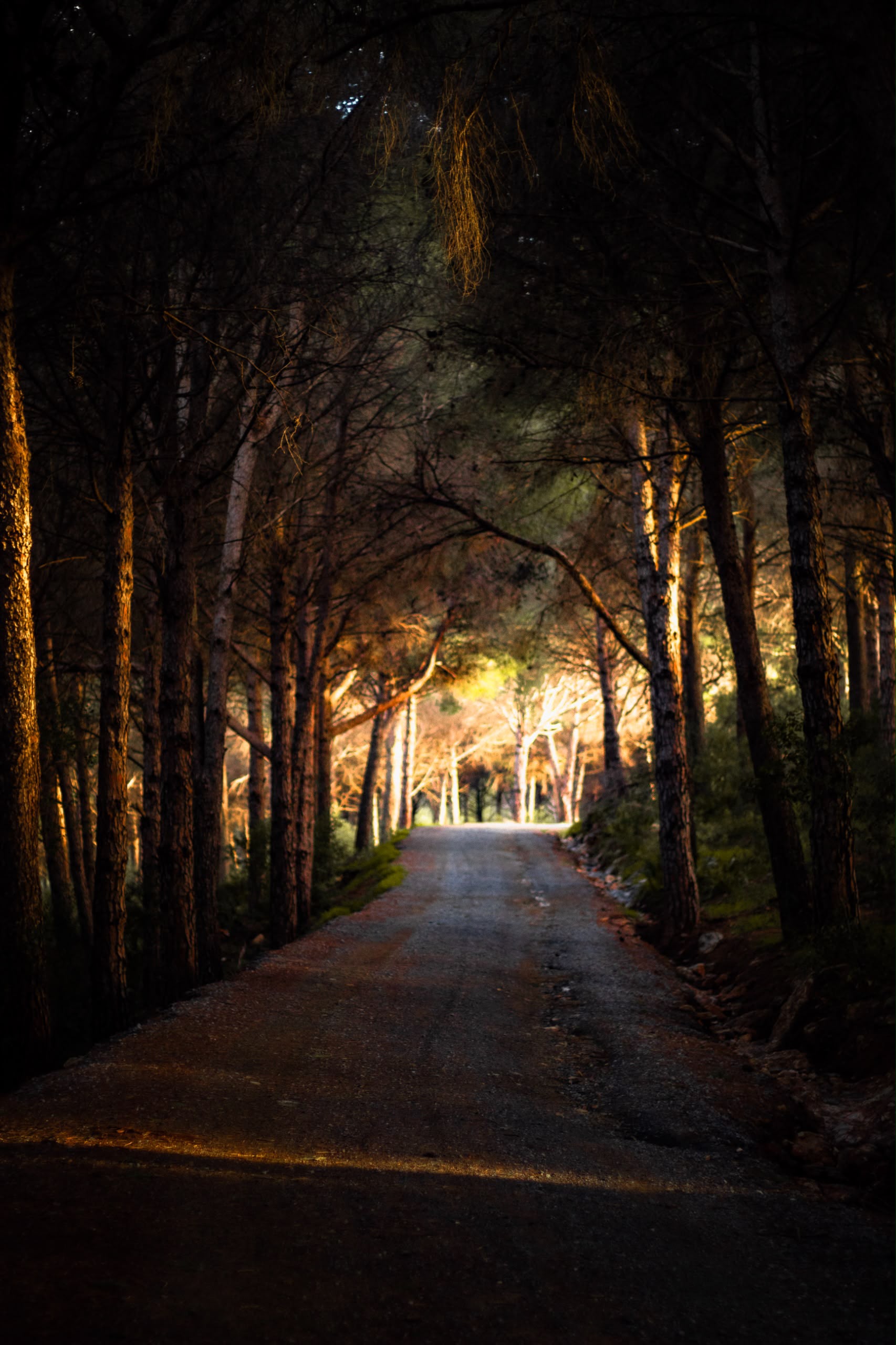 Sendero al amanecer