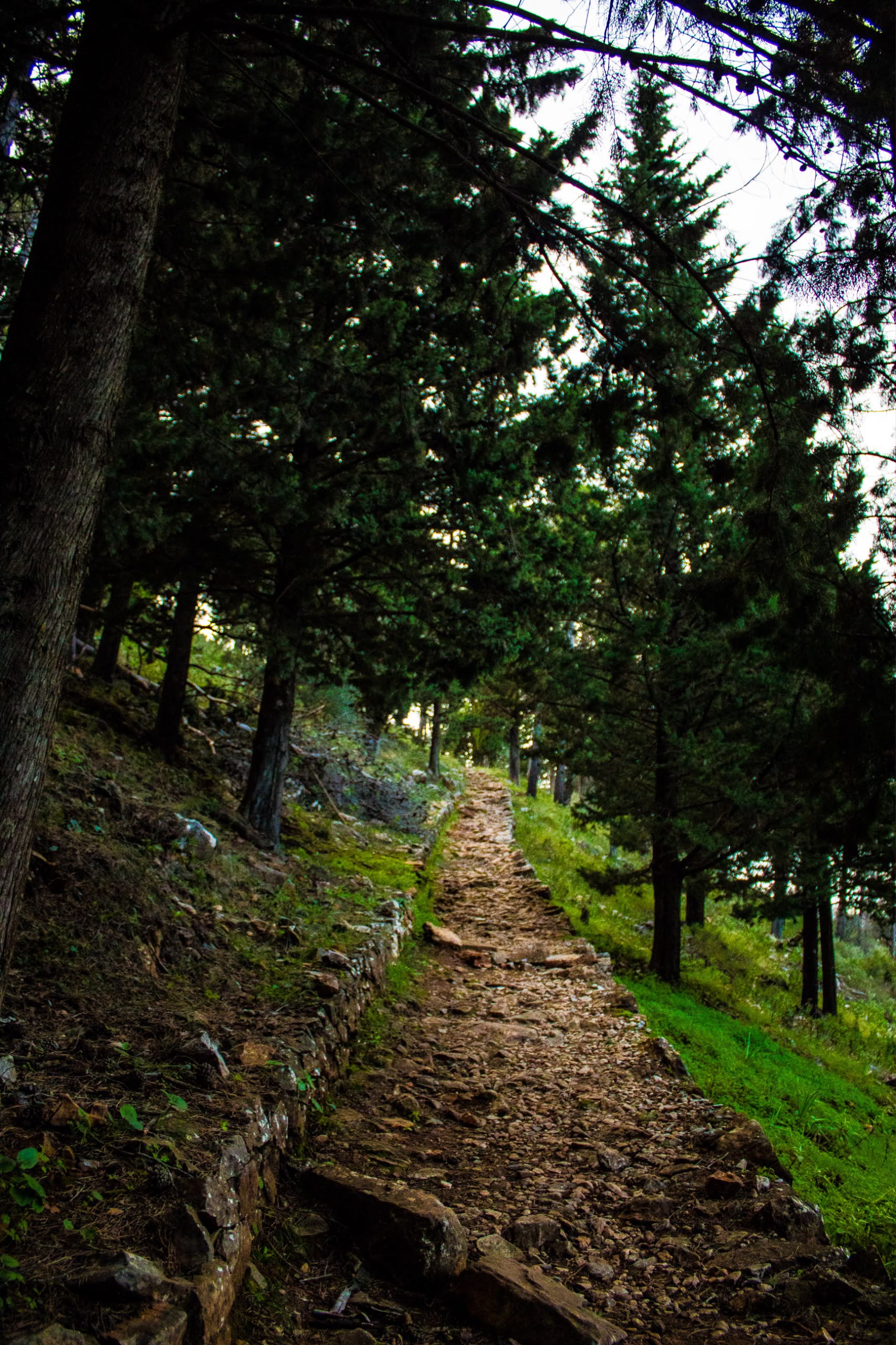 Bosque en calma
